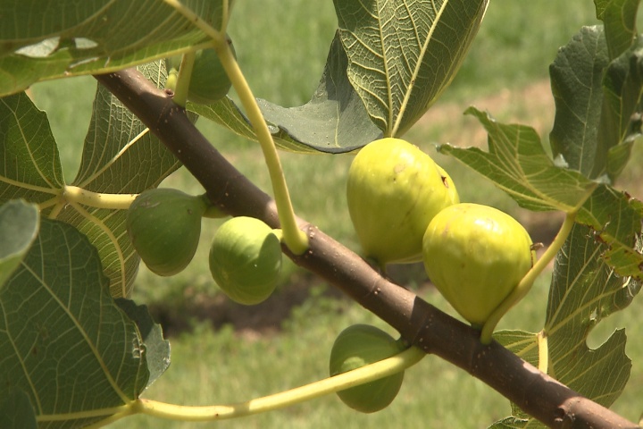 Figs offer healthy fruit, easy care